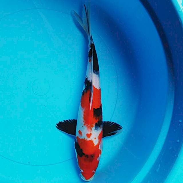 Showa strong 29cm