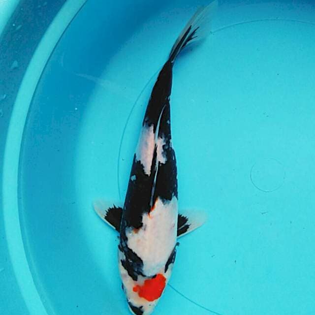 T.showa 27cm