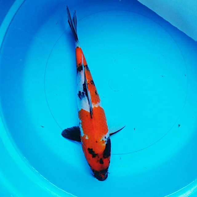 Beauty showa 30cm