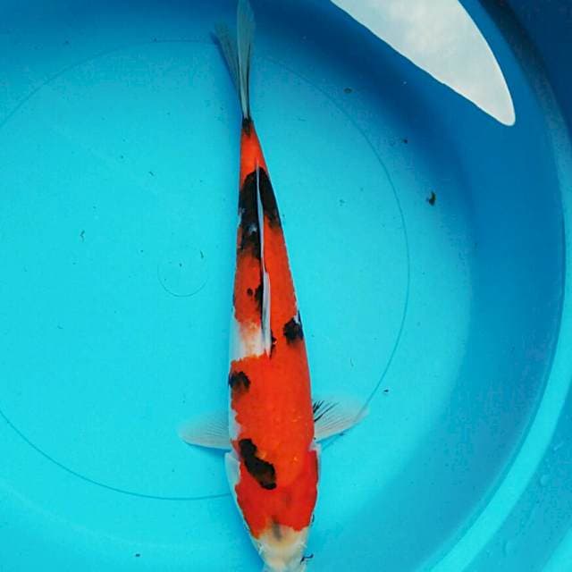 Strong showa 32cm