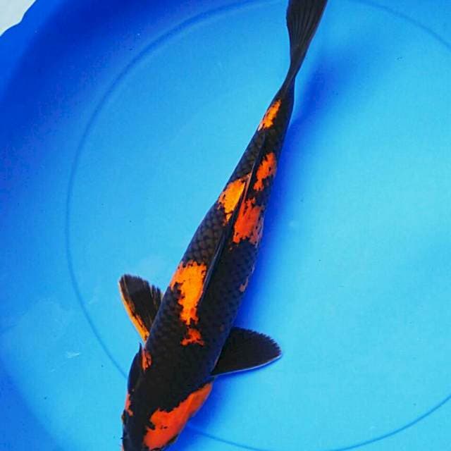 Hiu strong male 38cm