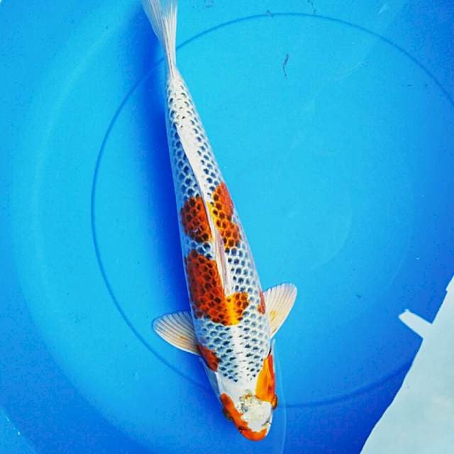 Strong bulky male 39cm