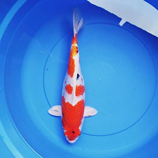 Heisei josss 39cm
