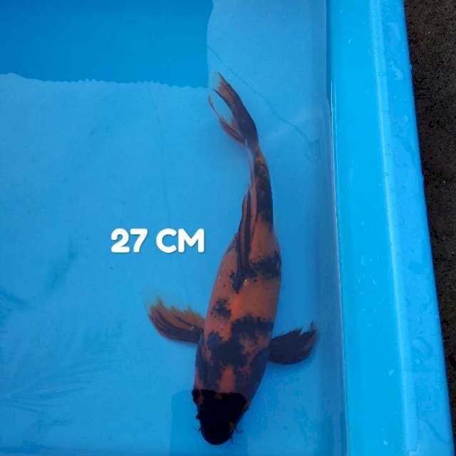 Kumpay Utsuri 27 CM