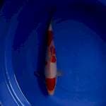 Kohaku 