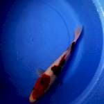 Goromo 28cm 