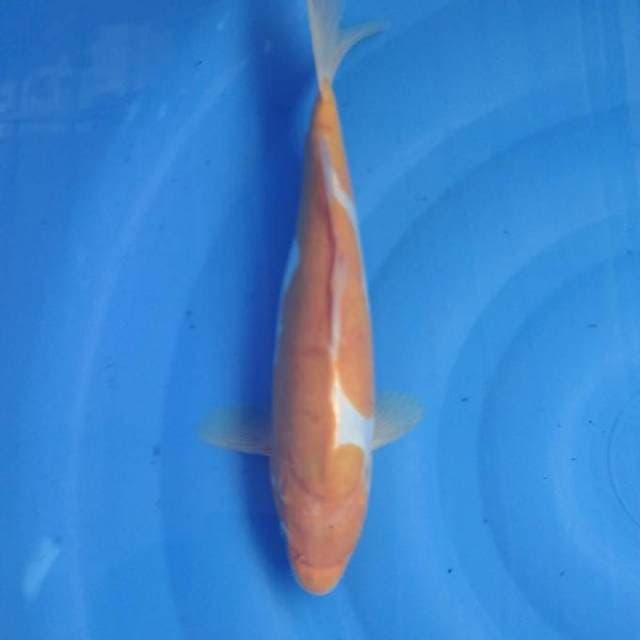 I karasi34 cm