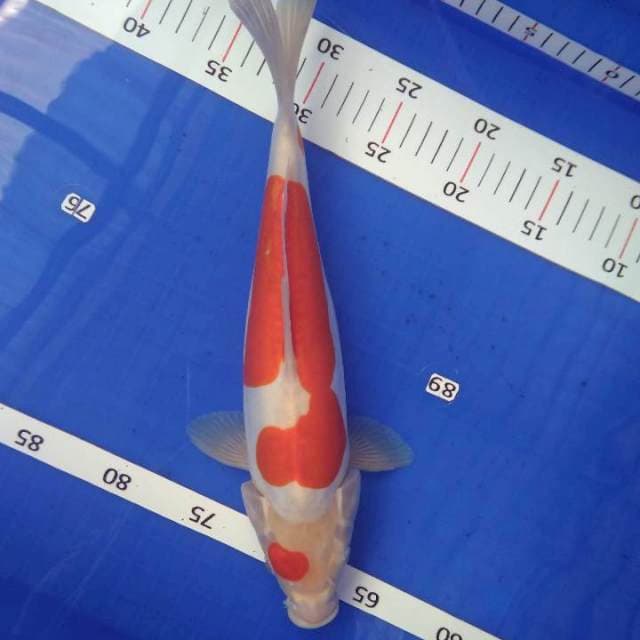 Kohaku doitsu 