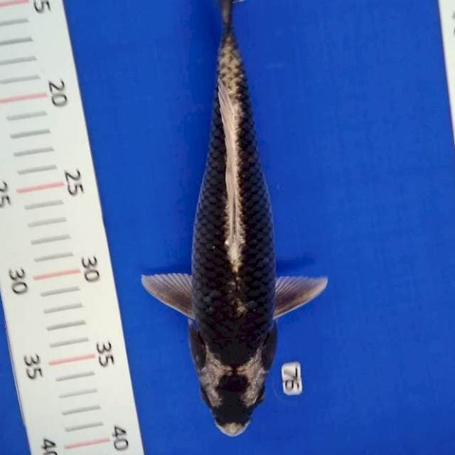 Kabuto