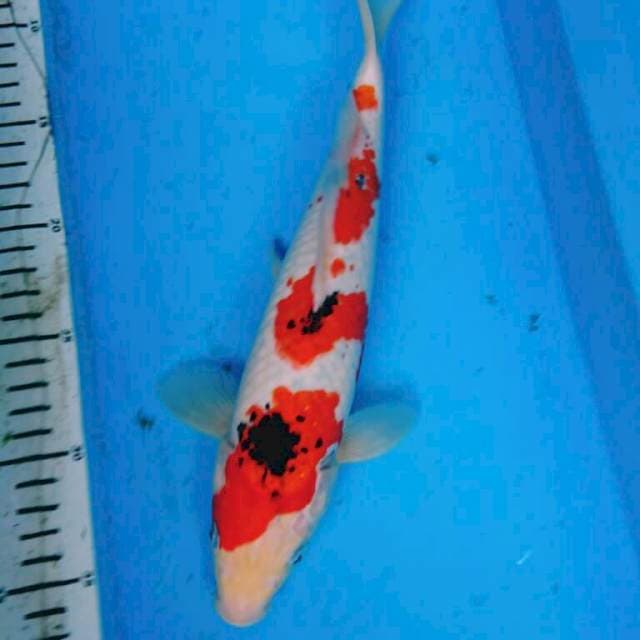 SANKE 31 CM