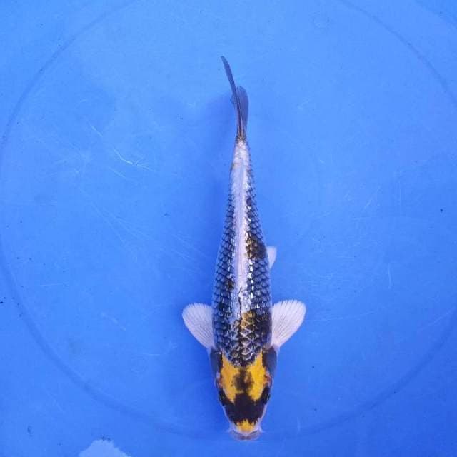 Kawarimono