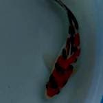 Sanke super 18cm