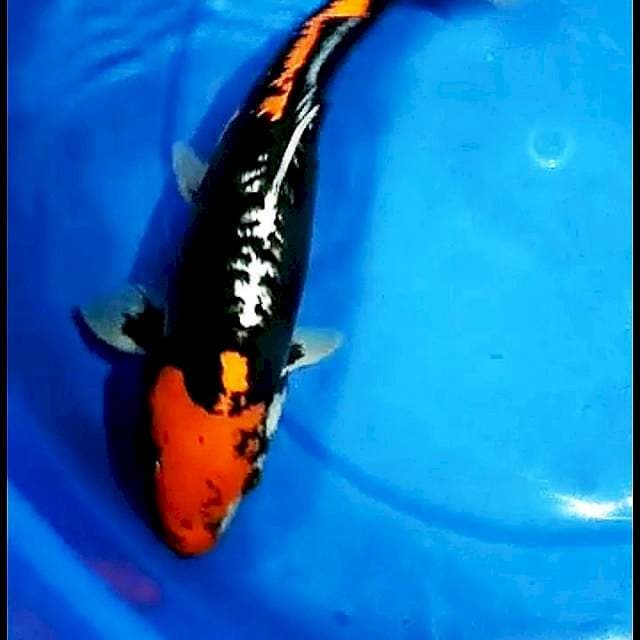 Beni kumonryu 32cm
