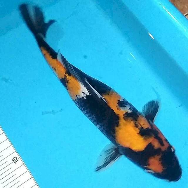 Hi showa 30cm