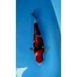 Sanke 40 cm