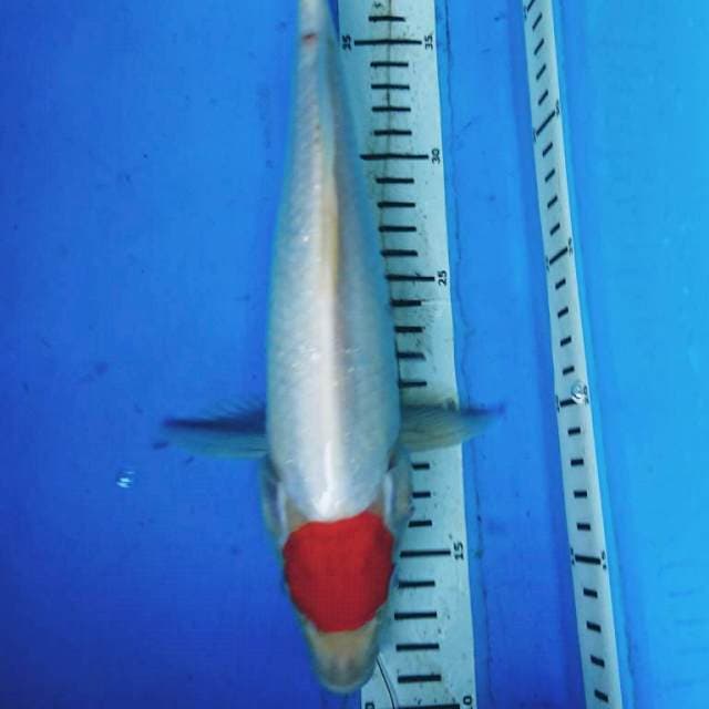 TANCHO KOHAKU 31 cm
