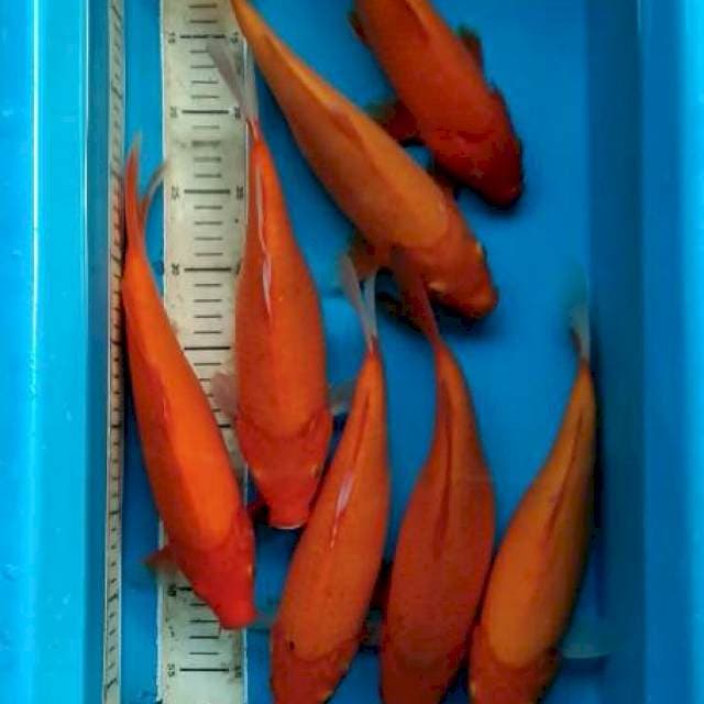 MERAH SZ 32-34 STOK 7 EKOR