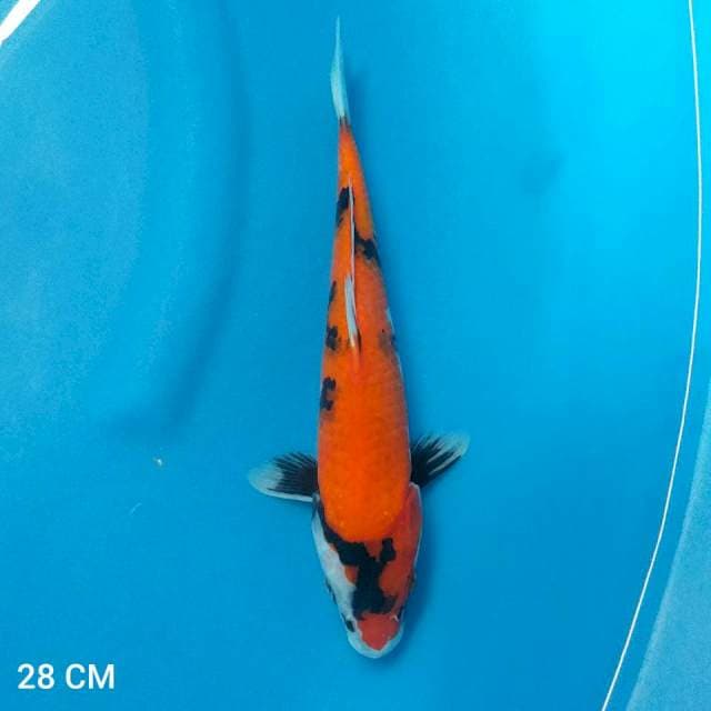 HI SHOWA || 28 Cm