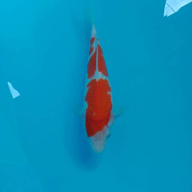 Kohaku, 22 cm