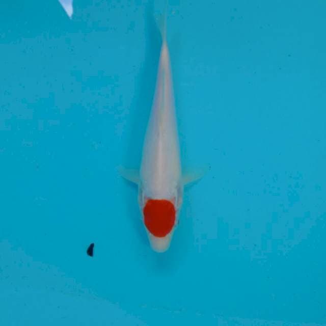 Tancho Kohaku, 23 cm