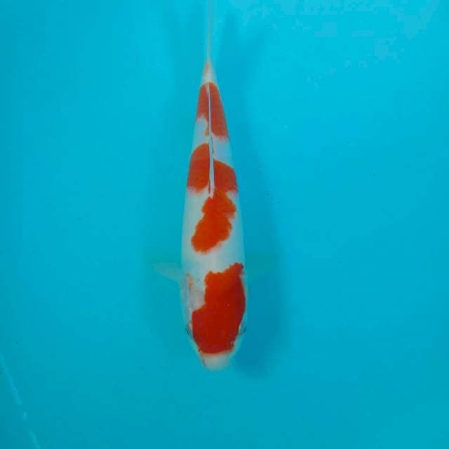 Kohaku, 26 cm