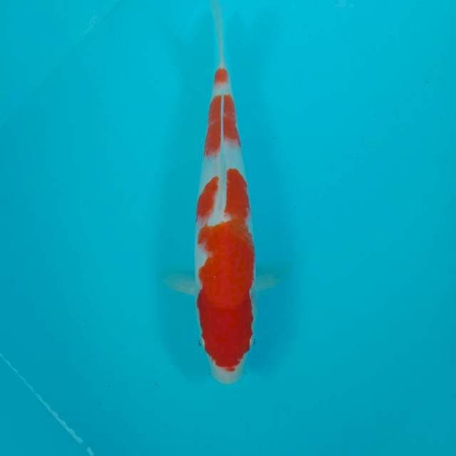Kohaku, 30 cm