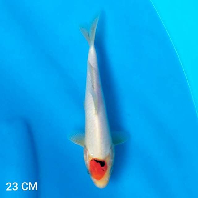 TANCHO || 23 Cm.