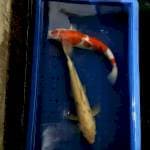 Sanke 42cm shiro 47cm