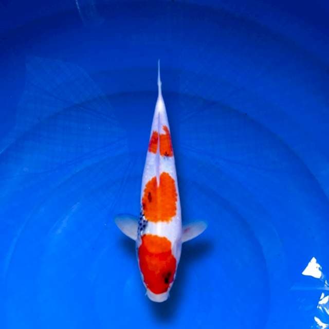Showa male 35cm