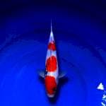 Showa male 35cm