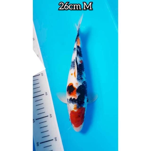 SHOWA 26cm JANTAN