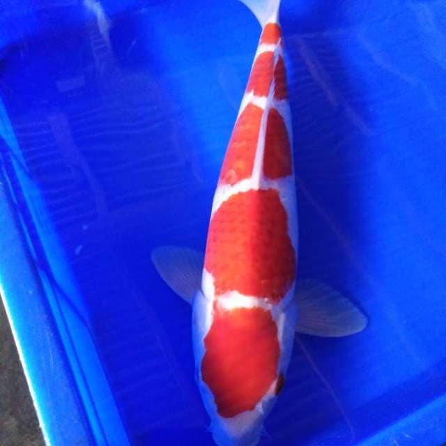 Premium 5 langkah (kohaku)