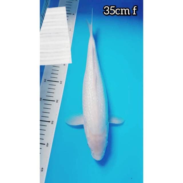 SHIROMUJI GINRIN 35cm