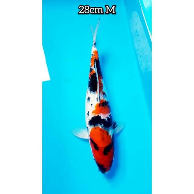 SHOWA 28cm JANTAN