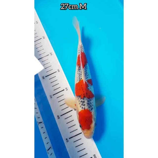 GOSHIKI 27cm JANTAN