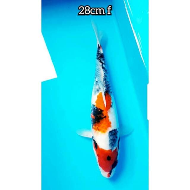 SHOWA 28cm FEMALE