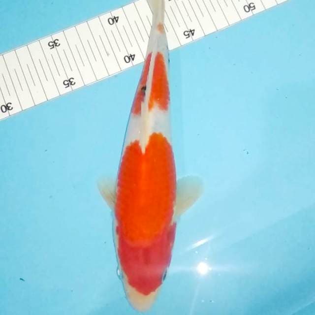 Sanke strong 24cm