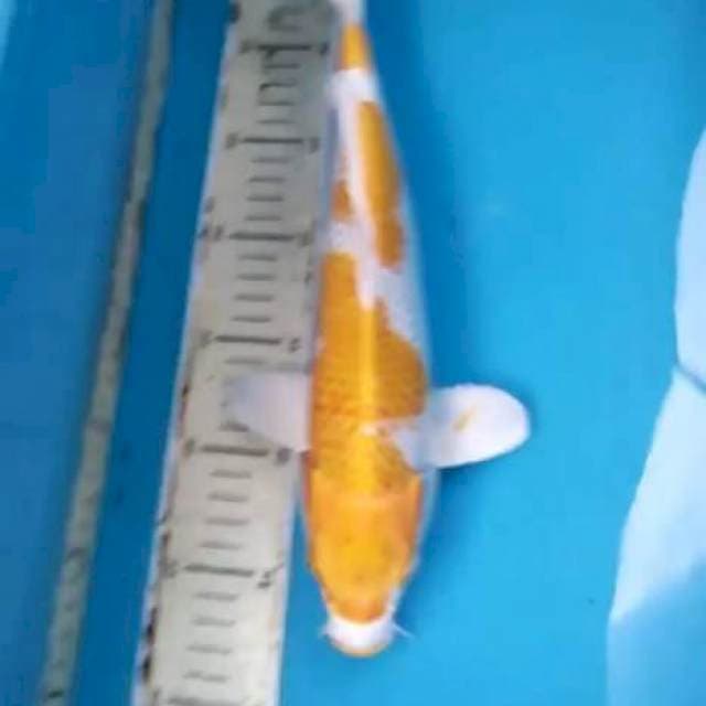 Hariwake 33cm