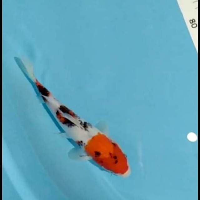 Matsubake