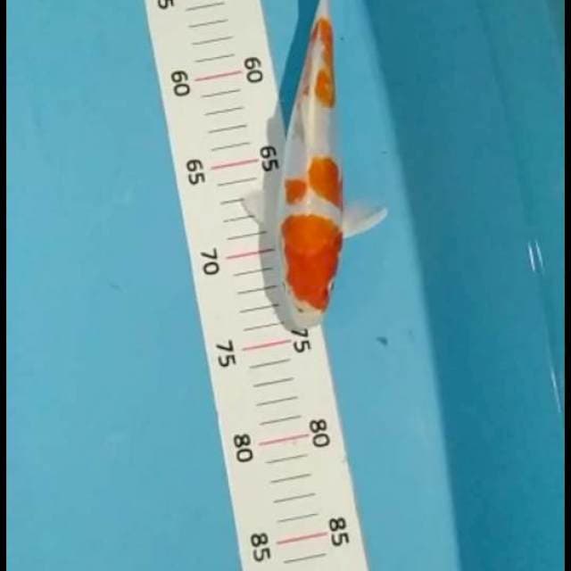 Kohaku