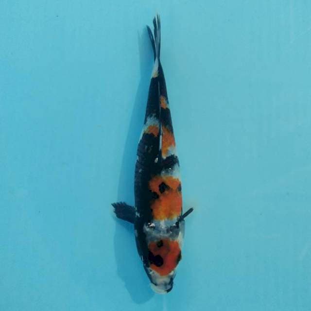 Maruten Showa