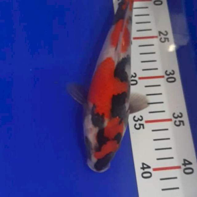 Showa 25cm