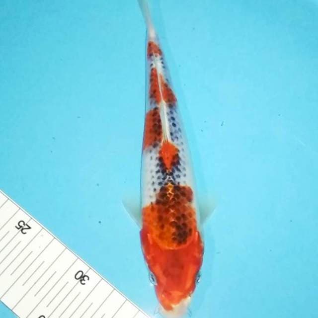 Goshiki 25bu