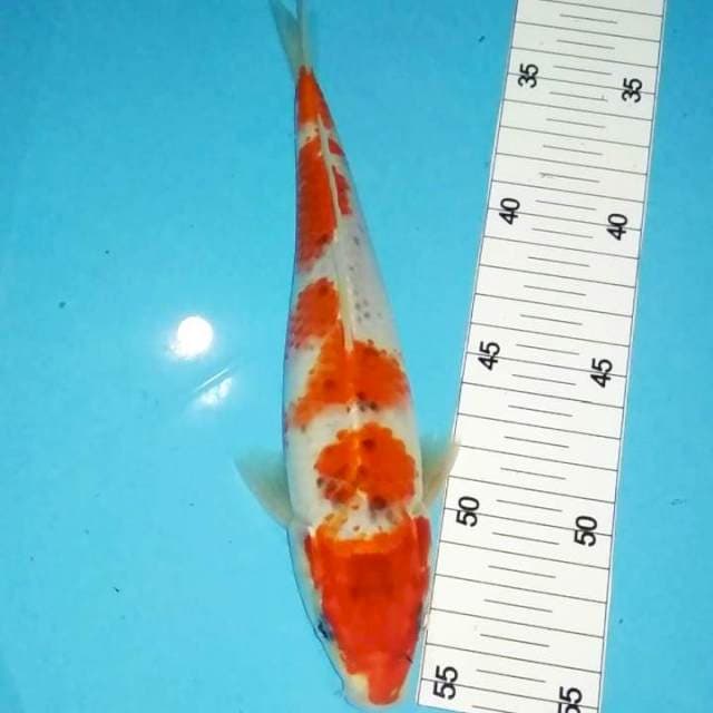 Goshiki 25bu