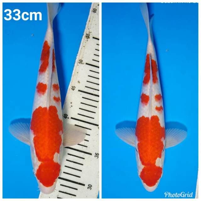 Kohaku bakal jumbo