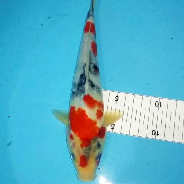 Sanke tategoi 25bu