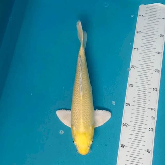 Yamabuki ogon