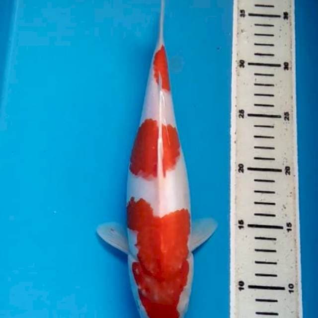 Kohaku 3 step