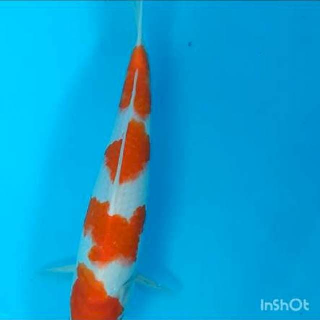 Kohaku super 4 step
