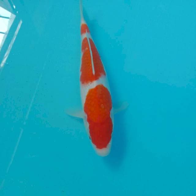 Sandan Kohaku, 28 cm